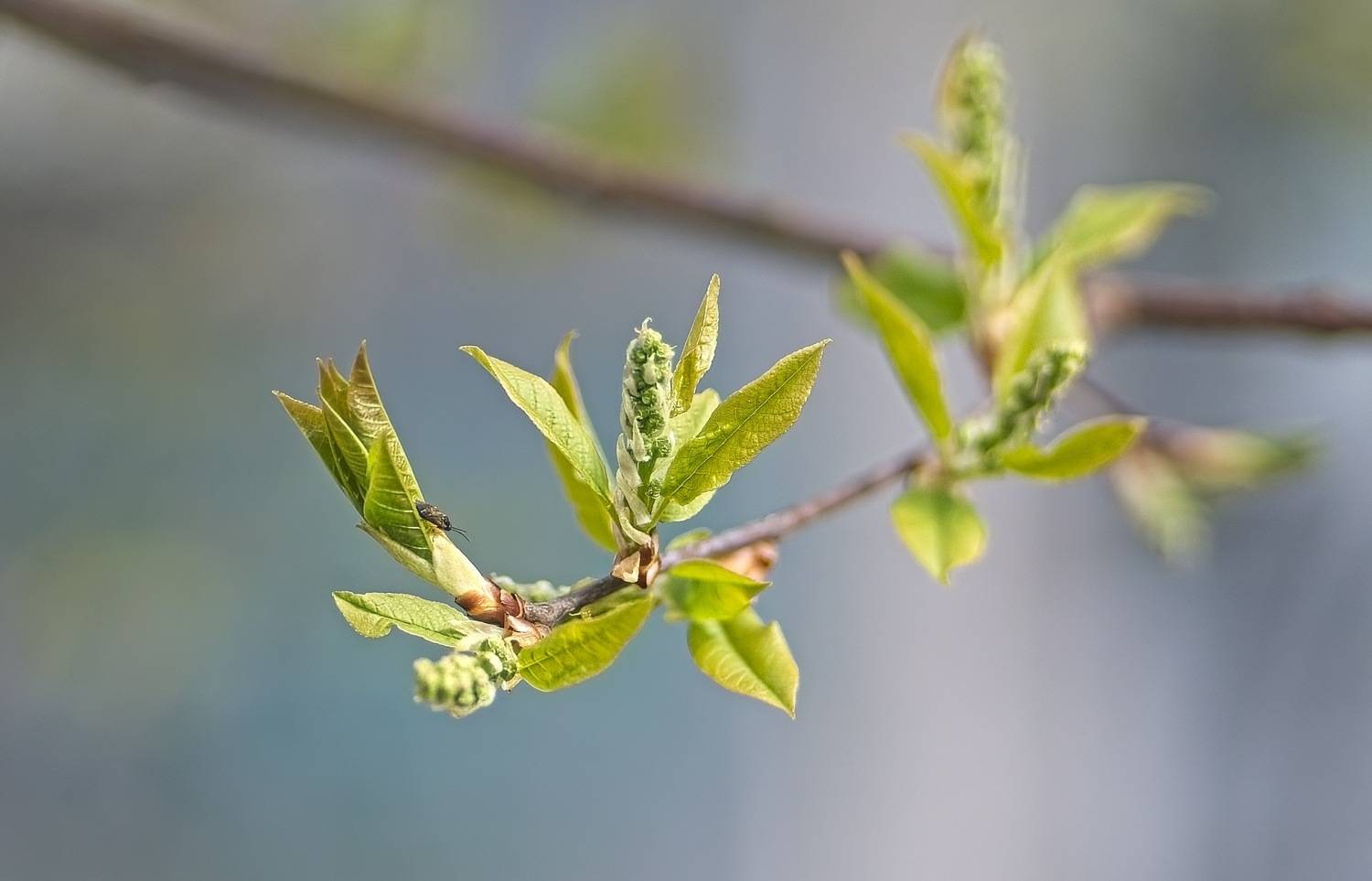 , Орлов Олег