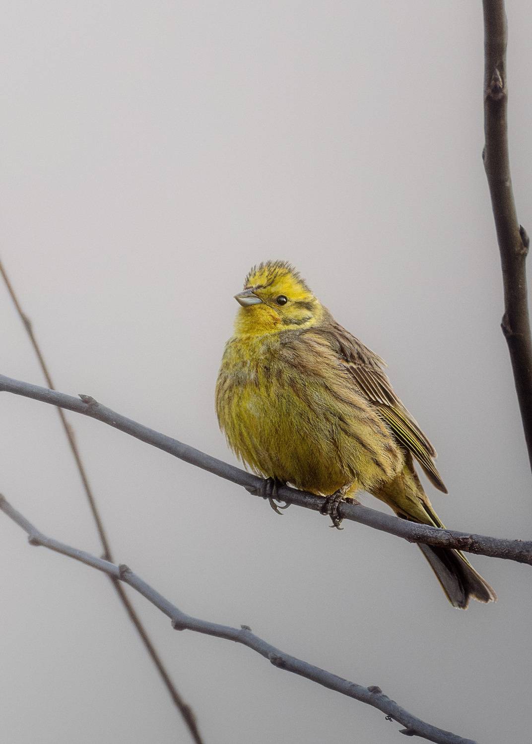 , Михаил Загрядский