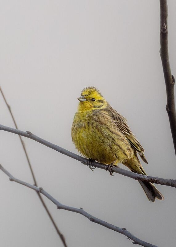 Овсянка фото превью