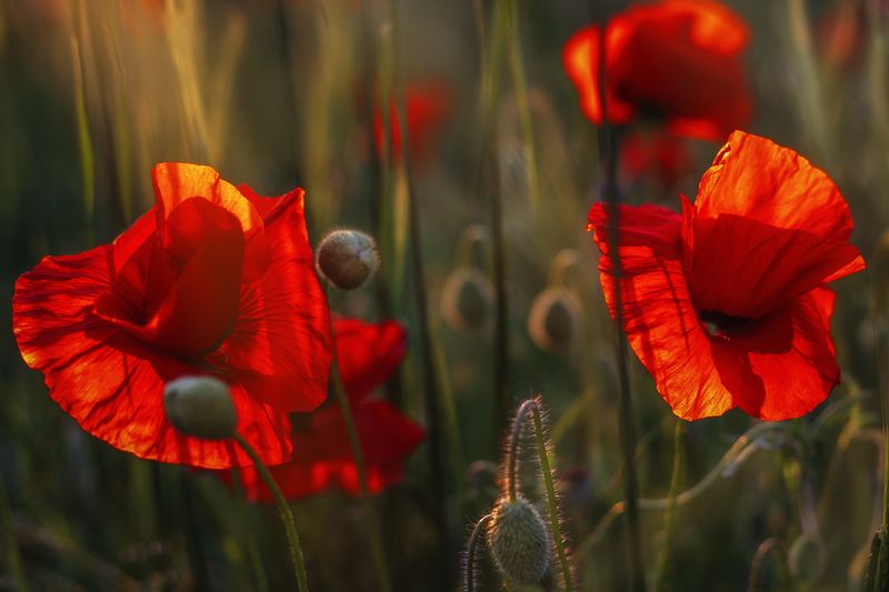 Крым Маки фото превью