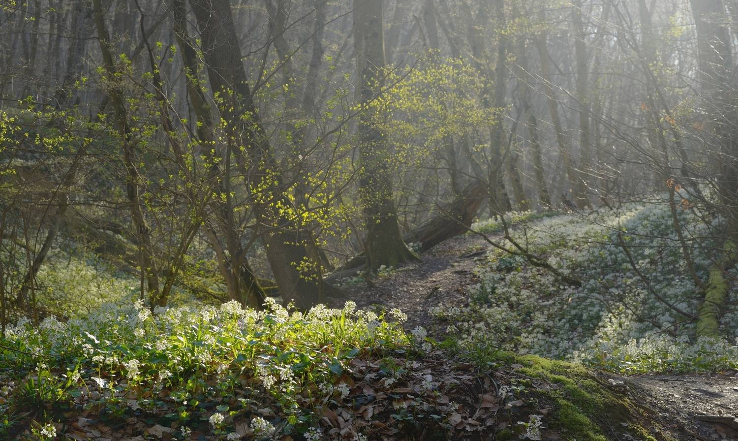 лес, утро, весна, цветы, Александр Жарников