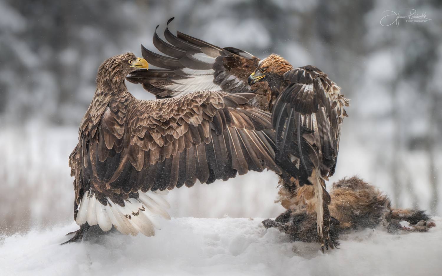 орлан, орлан-белохвост, беркут, золотой орел, eagl, хищник, красный бор, беларусь, фотоохота, птица, wildnature, Рудченко Ольга