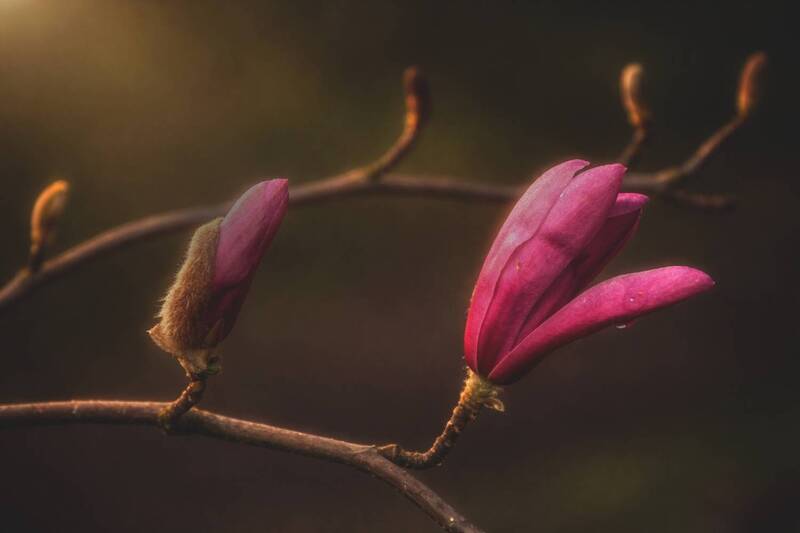 магнолия, цветы, природа Магнолия расцвела. фото превью