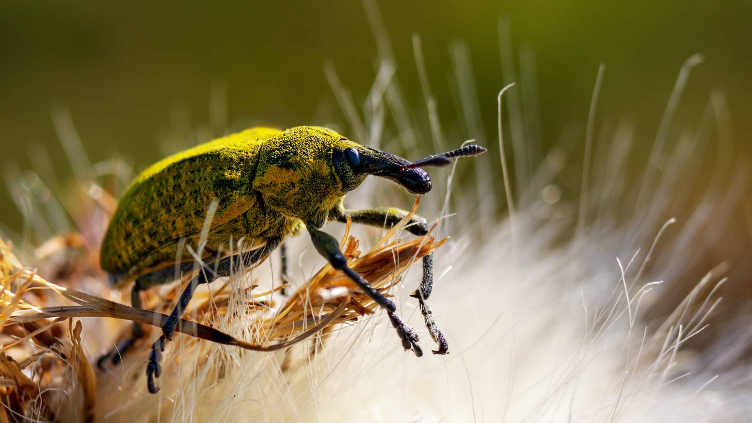 , Нижников Михаил