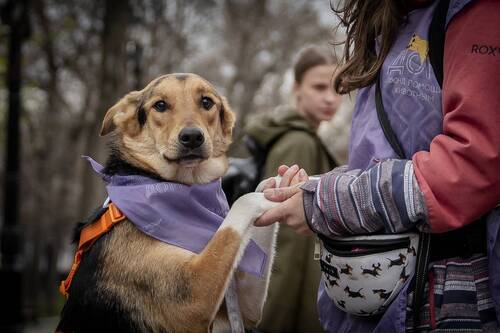 «Моспитомец х Четвероногий друг» – выставка-пристройство на Тверском бульваре