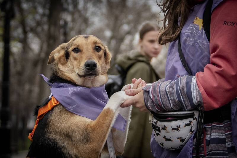 «моспитомец, х, четвероногий, друг», –, выста «Моспитомец х Четвероногий друг» – выставка-пристройство на Тверском бульваре фото превью