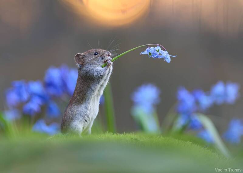 мышь, mouse Время подкрепицца фото превью