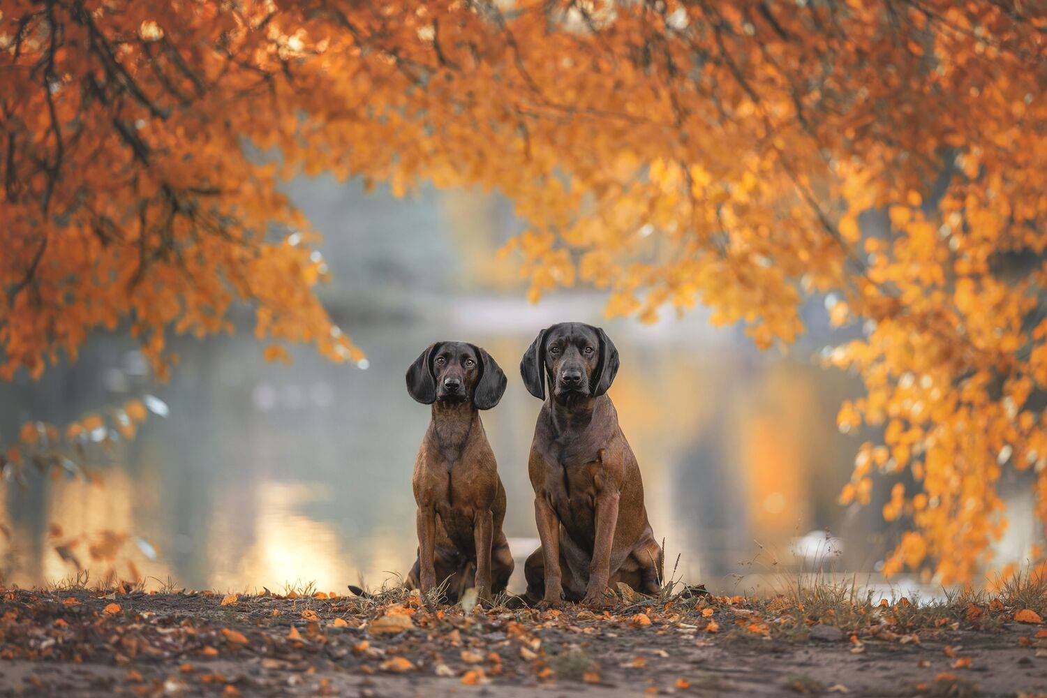 dogs, Зубкова Юлия