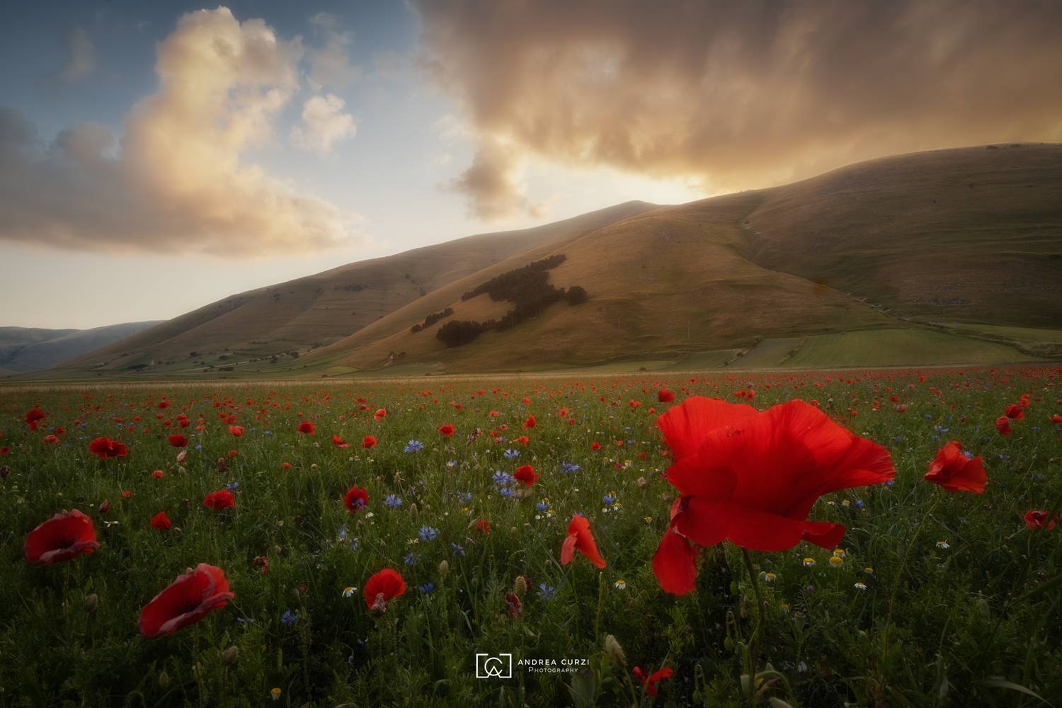 , Andrea Curzi