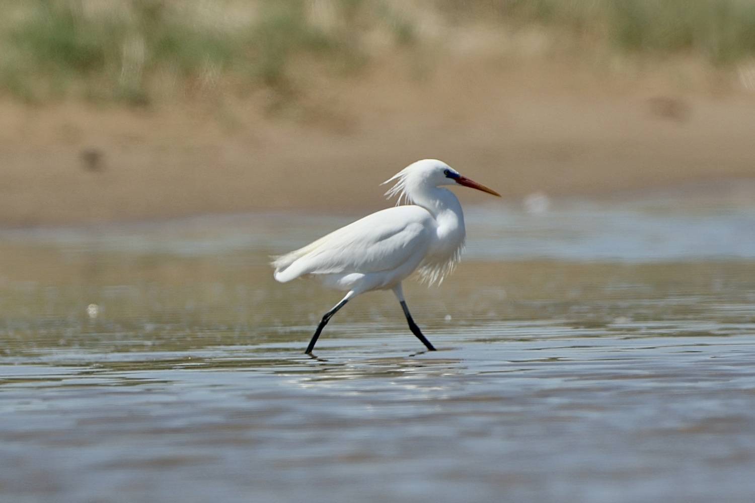 , Леонид Голубков