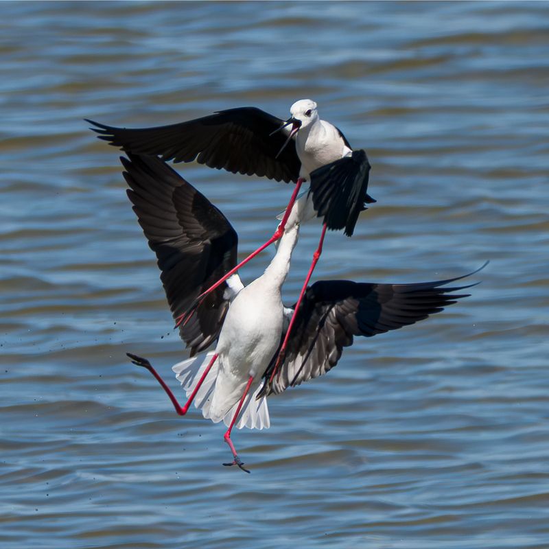 wildlife, animals, birds Battle фото превью