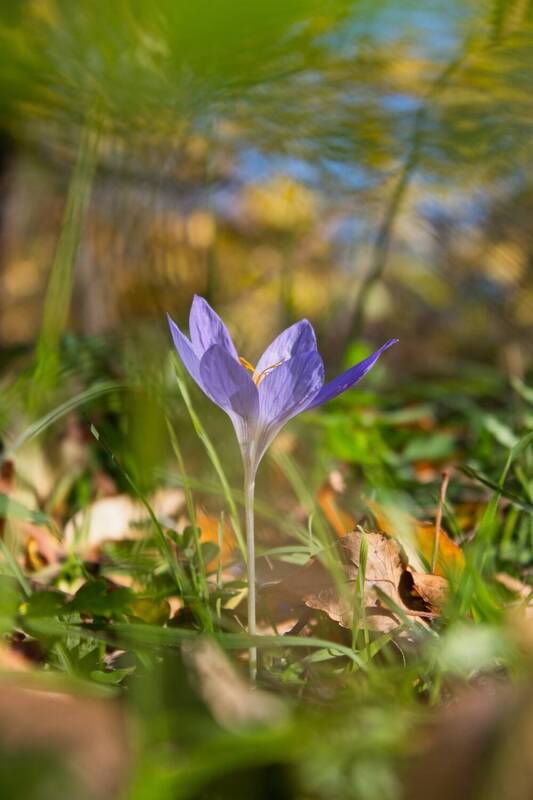 canon, canon500d, 18-55mm, flower, macro, crocus, crocusspeciosus, wildflower Crocus Speciosus. фото превью