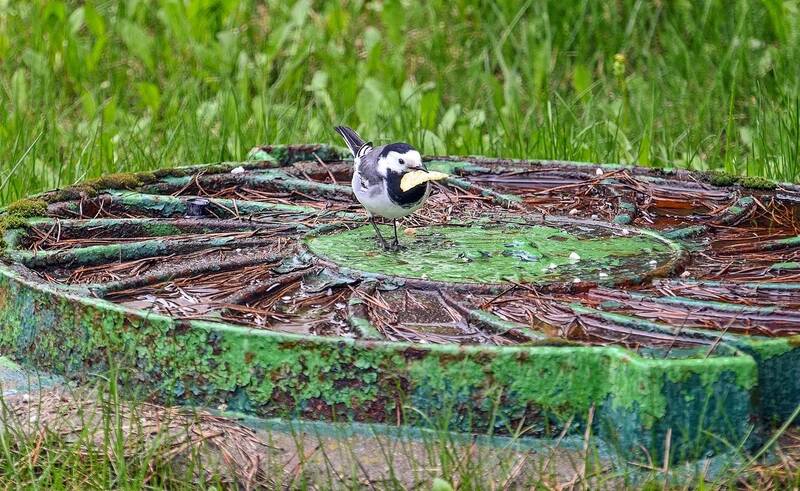 Трясогузки тоже любят чипсы фото превью