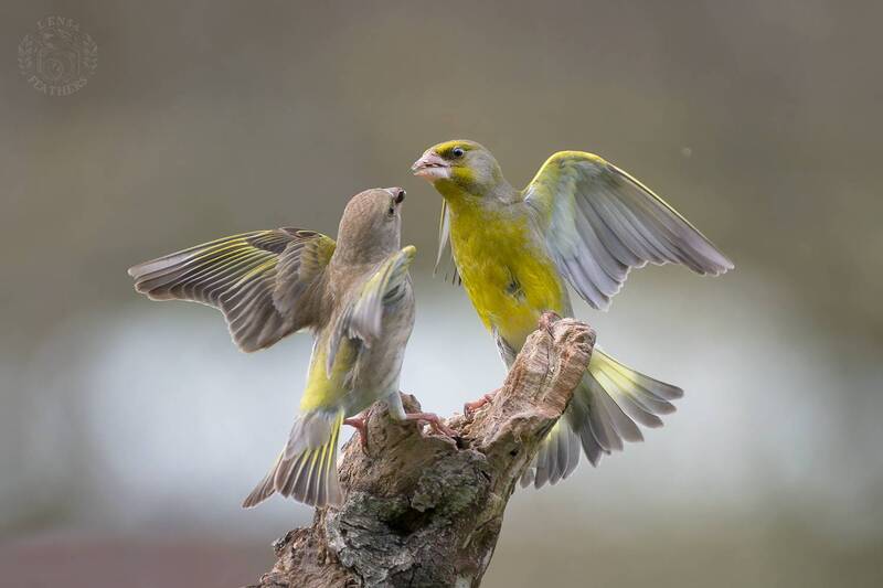 Поцелуй меня - Lens and Feathers фото превью