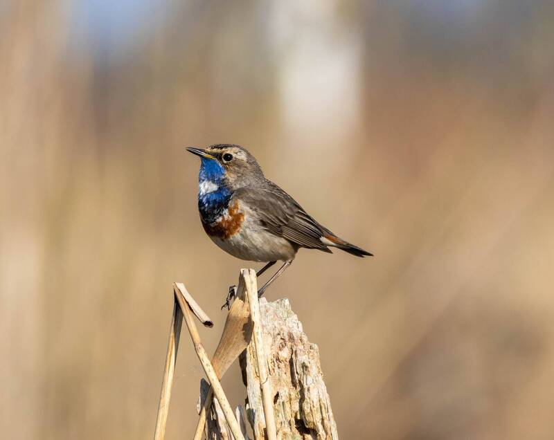 Варакушка фото превью