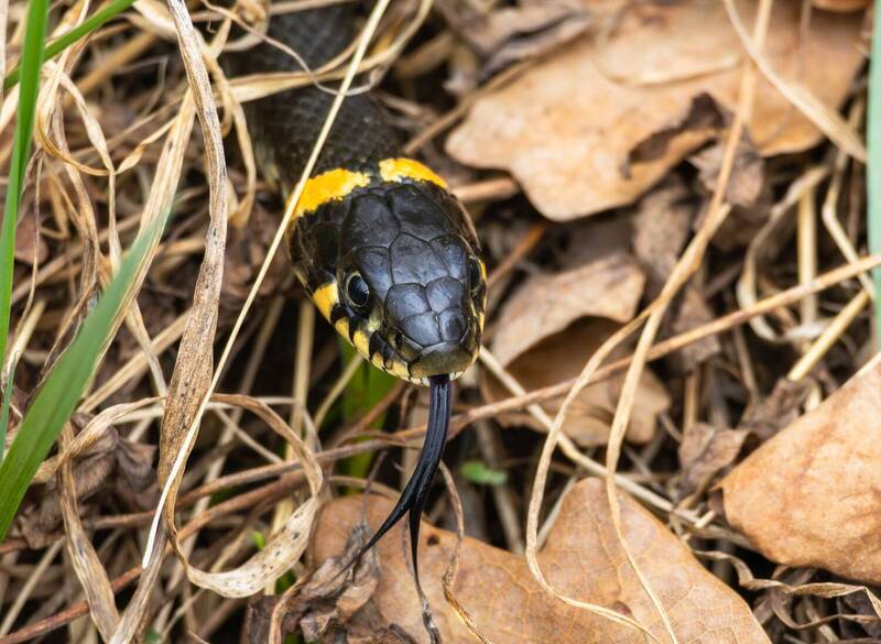 Уж фото превью