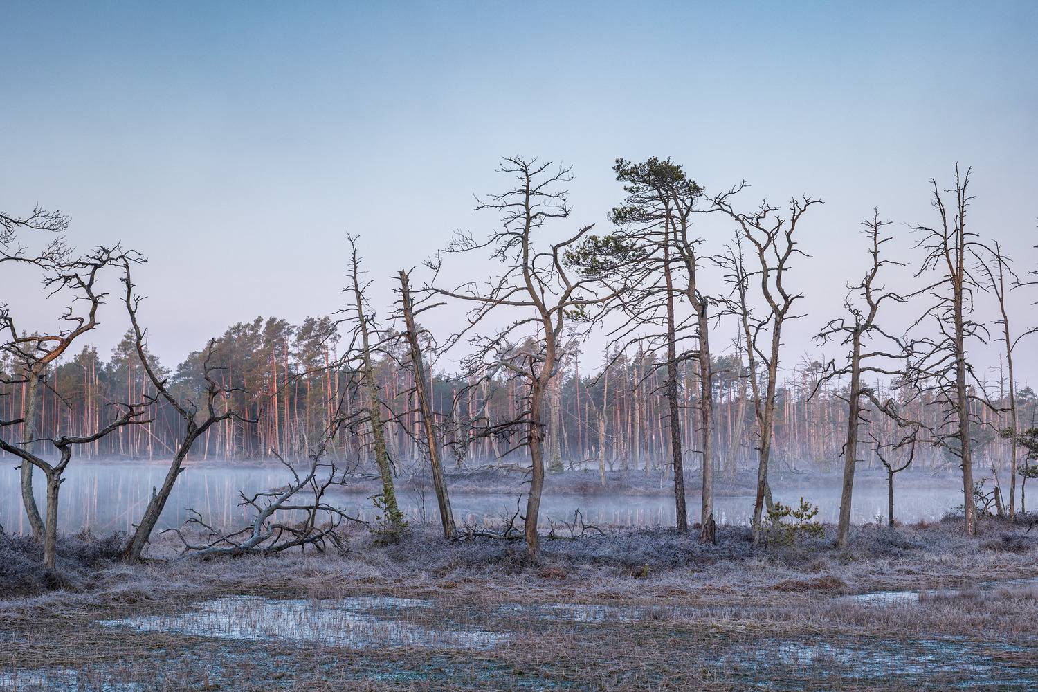 , Гордон Николай