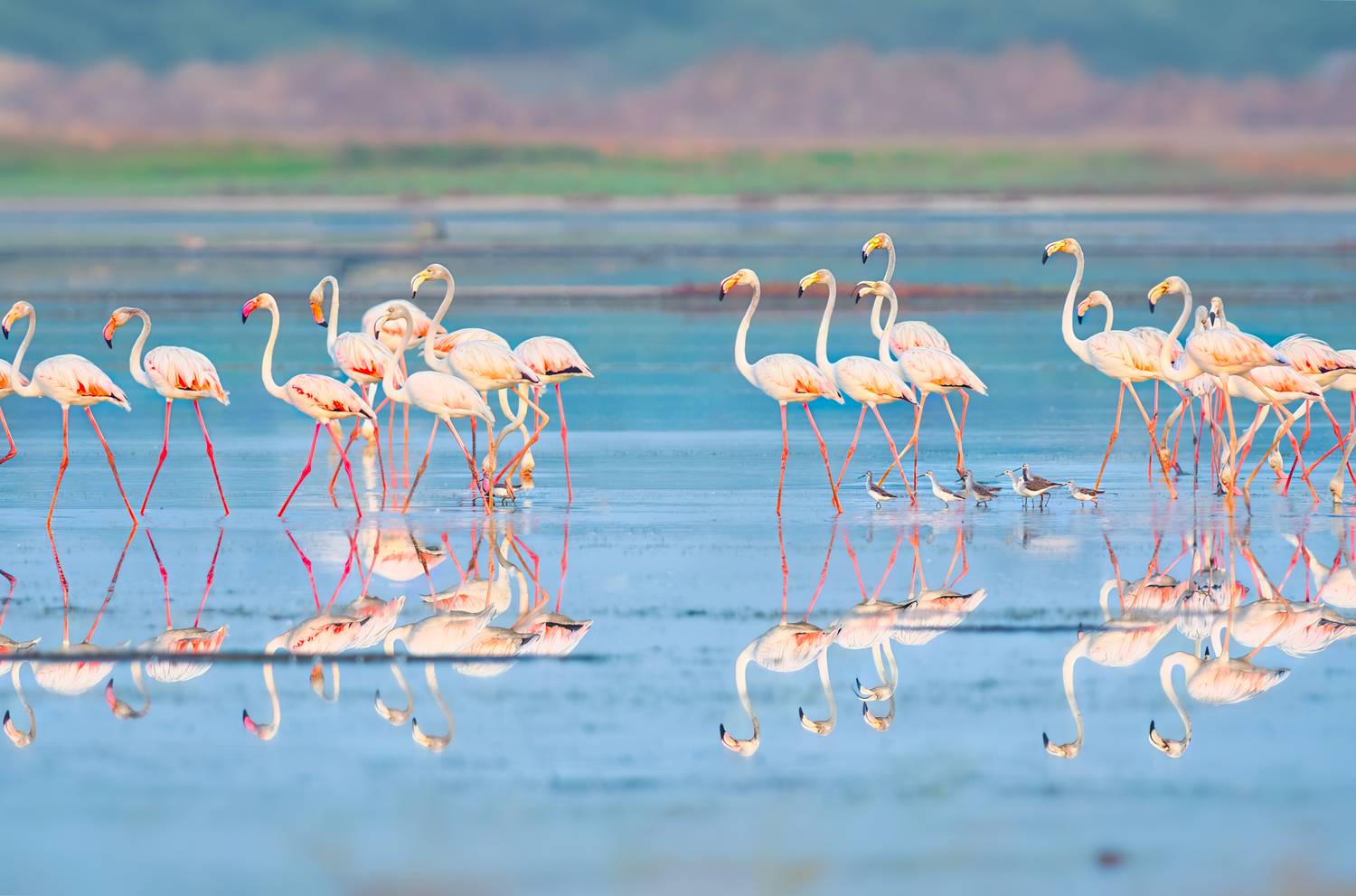 greater flamingos, flamingos, bird, birds, beauty, water, reflection, landscape, wild, color, nature, G N RAJA