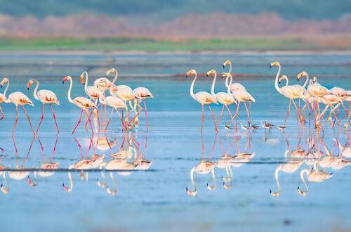 Greater Flamingos
