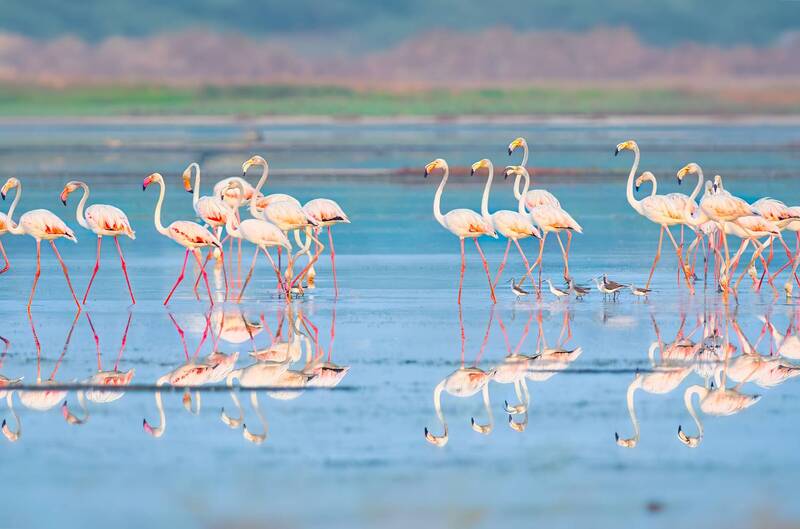 greater flamingos, flamingos, bird, birds, beauty, water, reflection, landscape, wild, color, nature Greater Flamingos фото превью