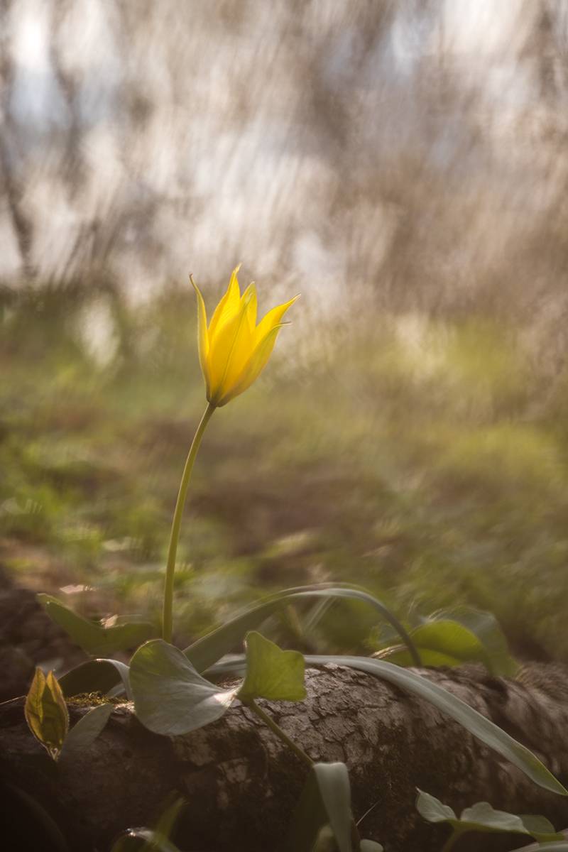 , Илья Михеев