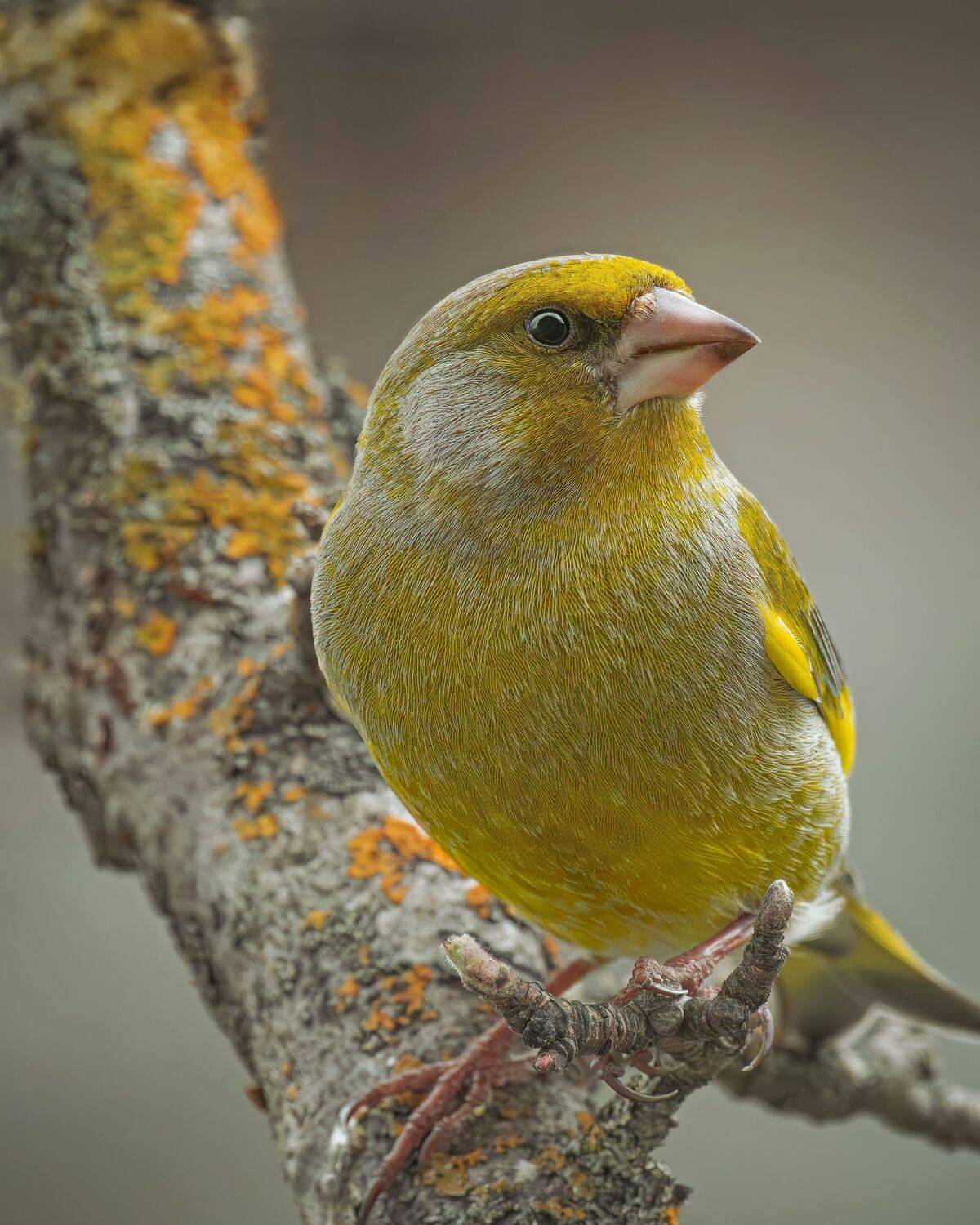 Chloris, chloris, зеленушка, птицы, России, п, Ворожцова Марина