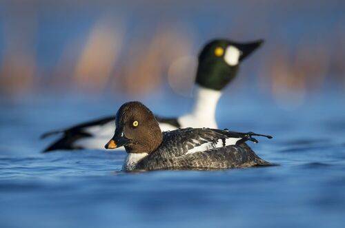 Я подумаю... //  I will think...