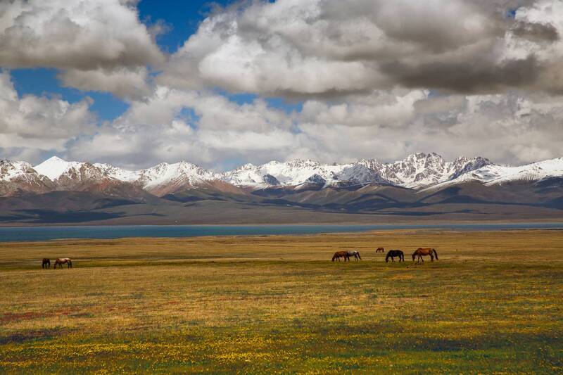 Пейзаж с лошадьми фото превью