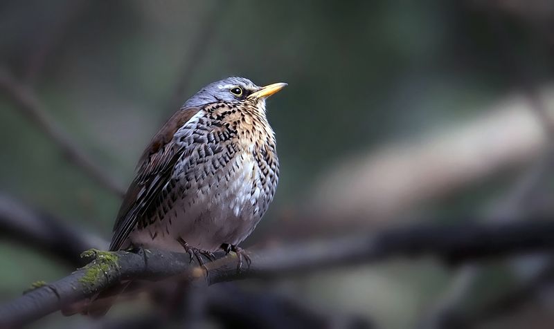 *** фото превью
