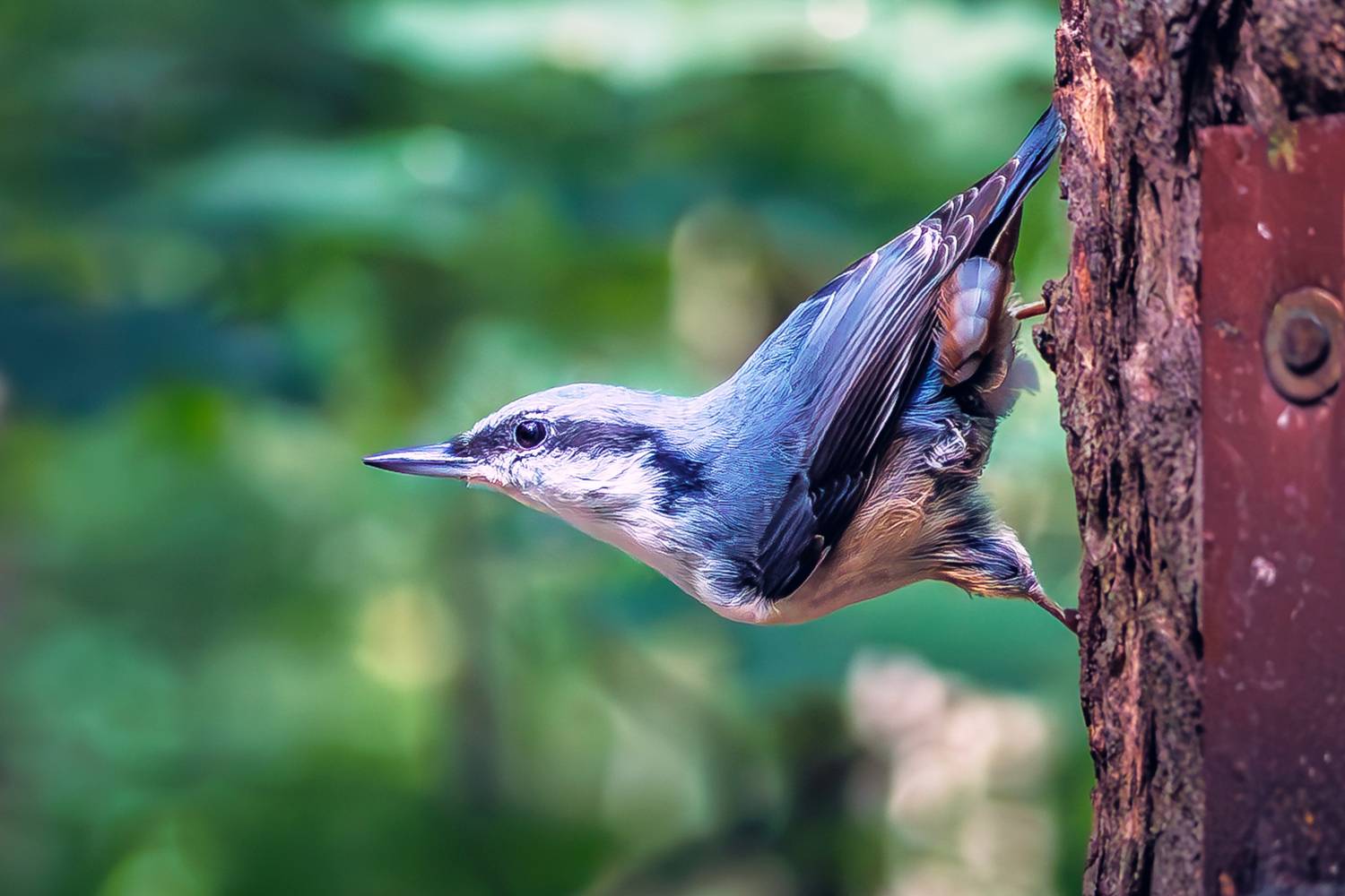 поползень, Алексей Волков
