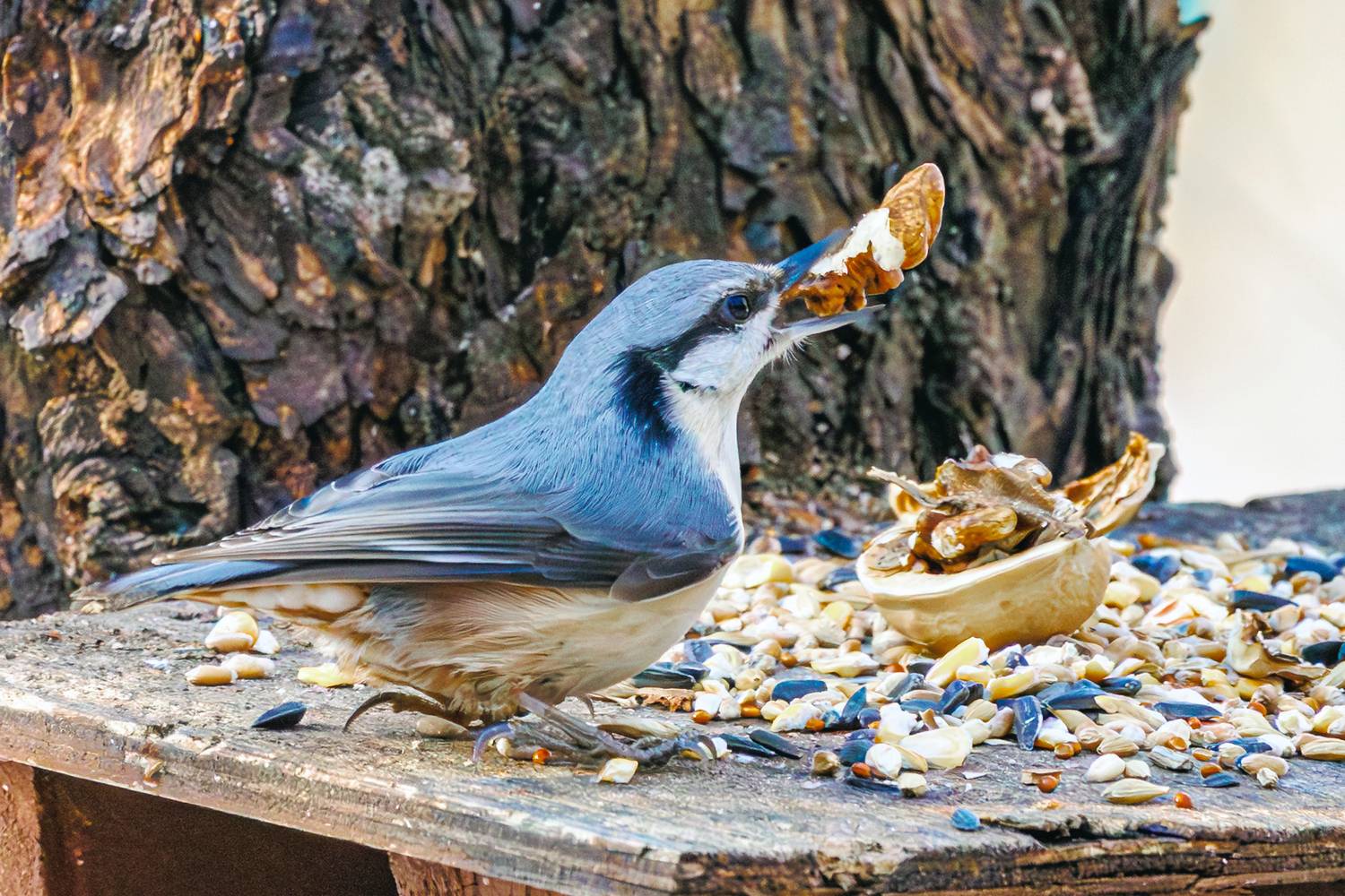 поползень, Алексей Волков