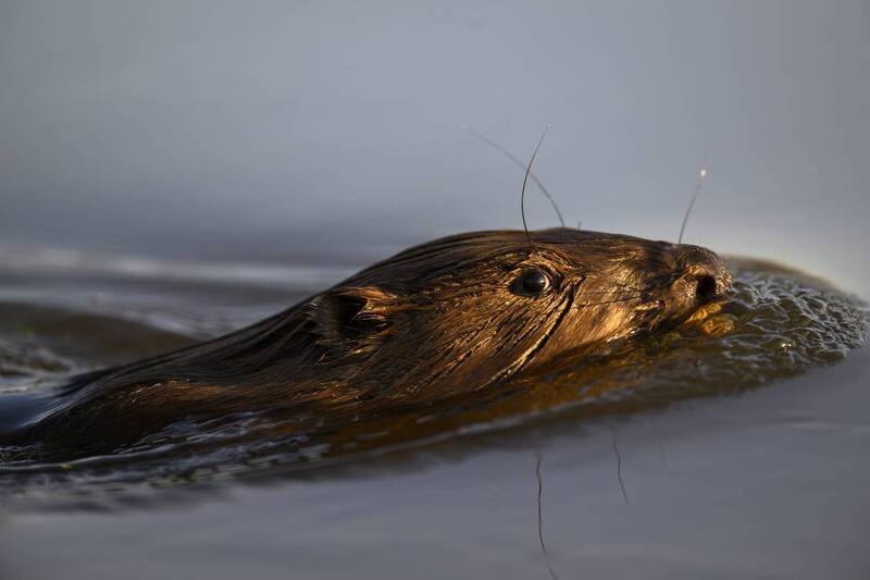 Бобр фото превью