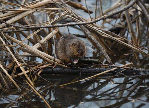 Водяная полёвка