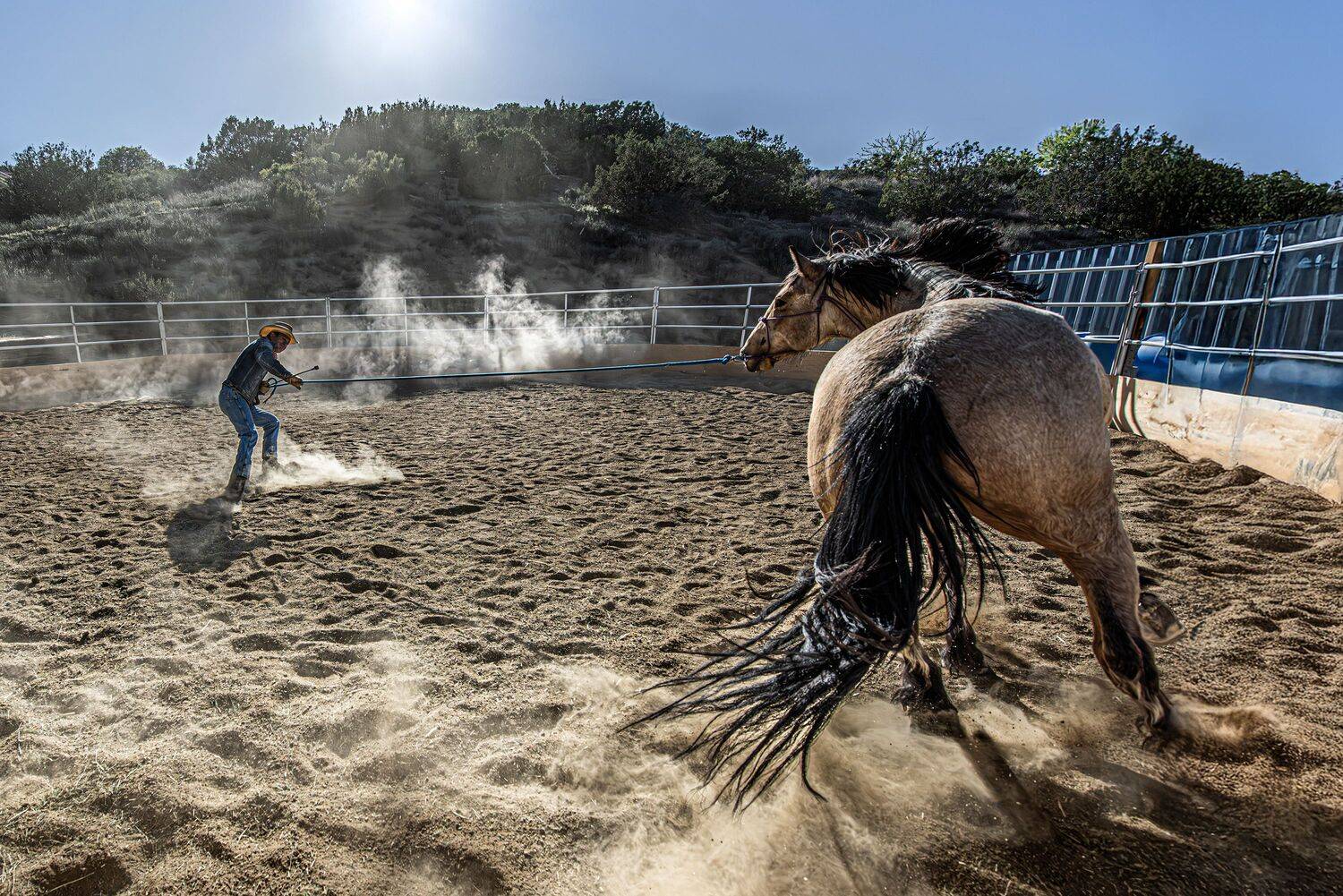 animal, horse, Ramin Barzegar