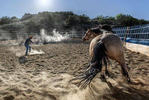 The Passionate Equestrians, Masters of Equine Harmony