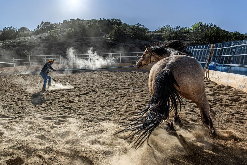 animal, horse The Passionate Equestrians, Masters of Equine Harmony фото превью