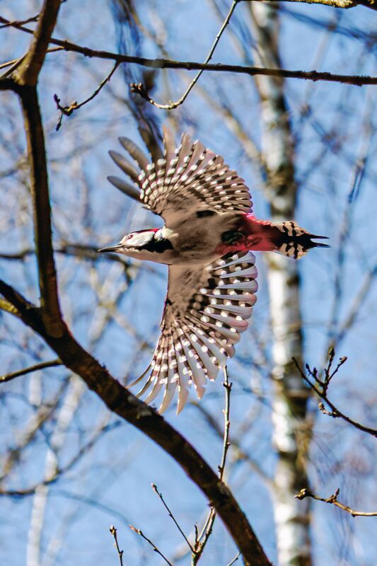 дятел  фото превью