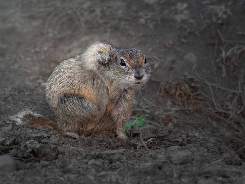 кавказ, чегем, суслик Ëоу! фото превью