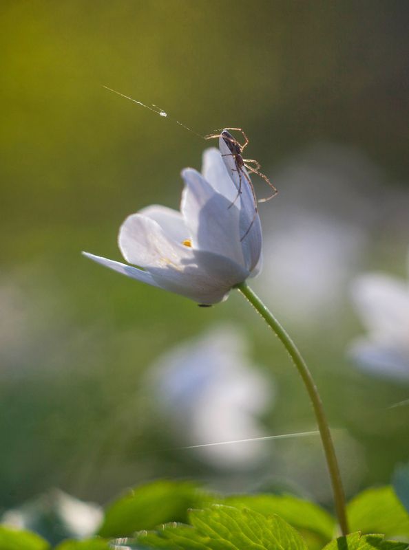 dtcyf?, wdtns  фото превью