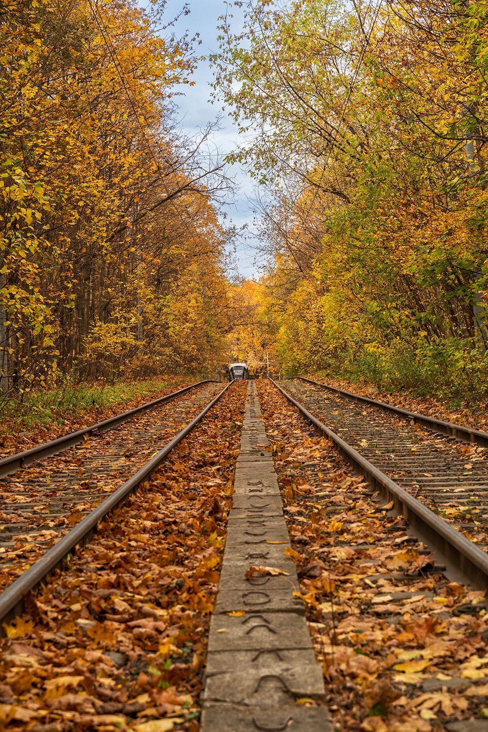 Россия, Москва, трамвай, осень, Лариса Дука