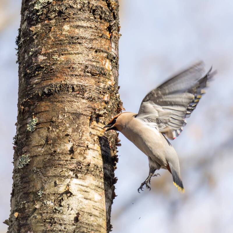 свиристель, береза, березовый сок, птицы, весна Добыча березового сока фото превью