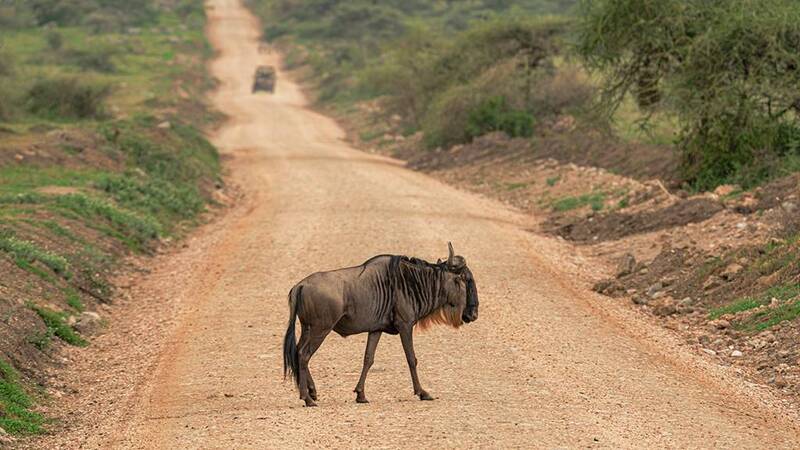 Антилопа Гну фото превью