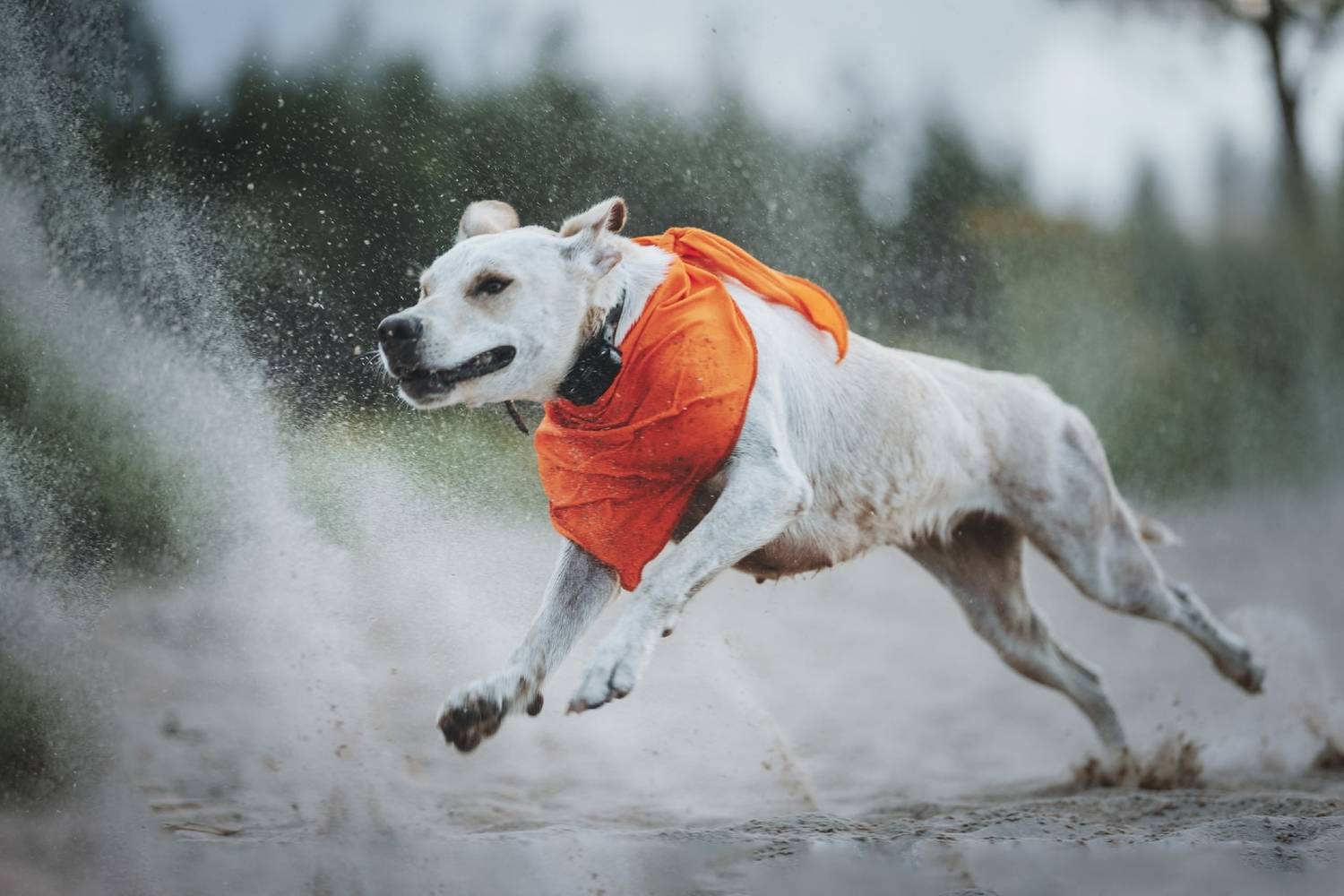 , Беспалова Полина