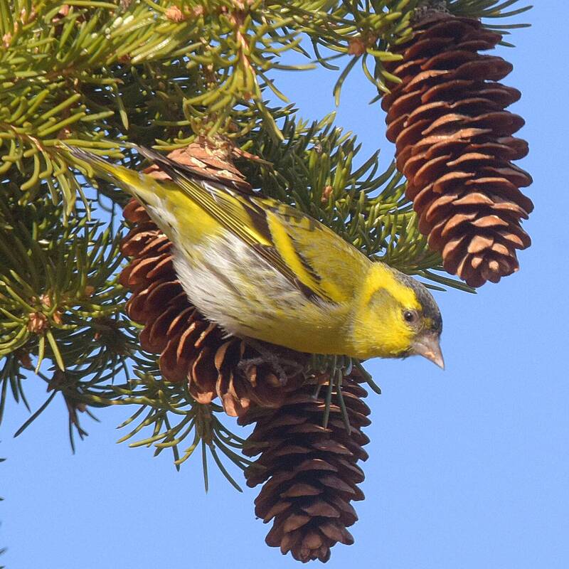 Чижик. фото превью