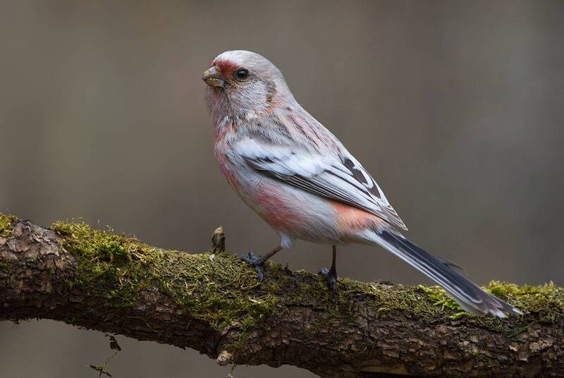 Урагус фото превью