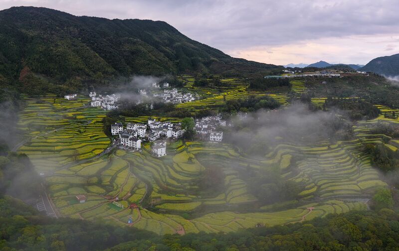 Рапсовые террасы фото превью