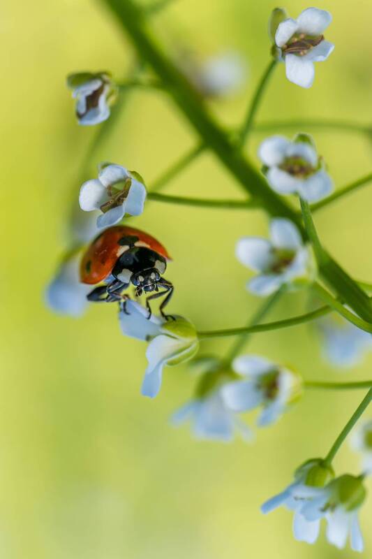 По цветочкам, как по ступенькам... фото превью