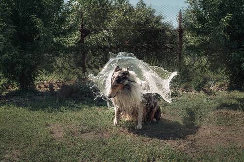 Редкий окрас