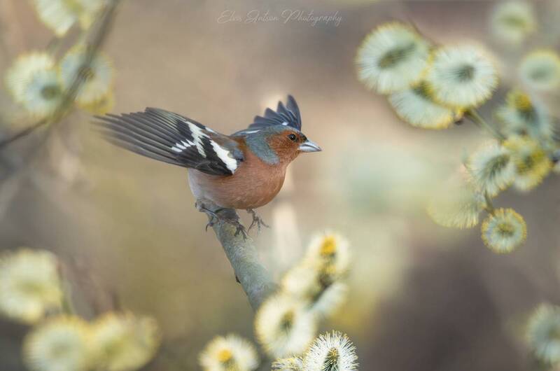 Весенний калейдоскоп фото превью