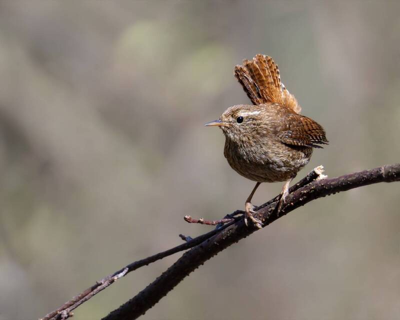 Мини павлин фото превью